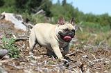 BOULEDOGUE FRANCAIS 045